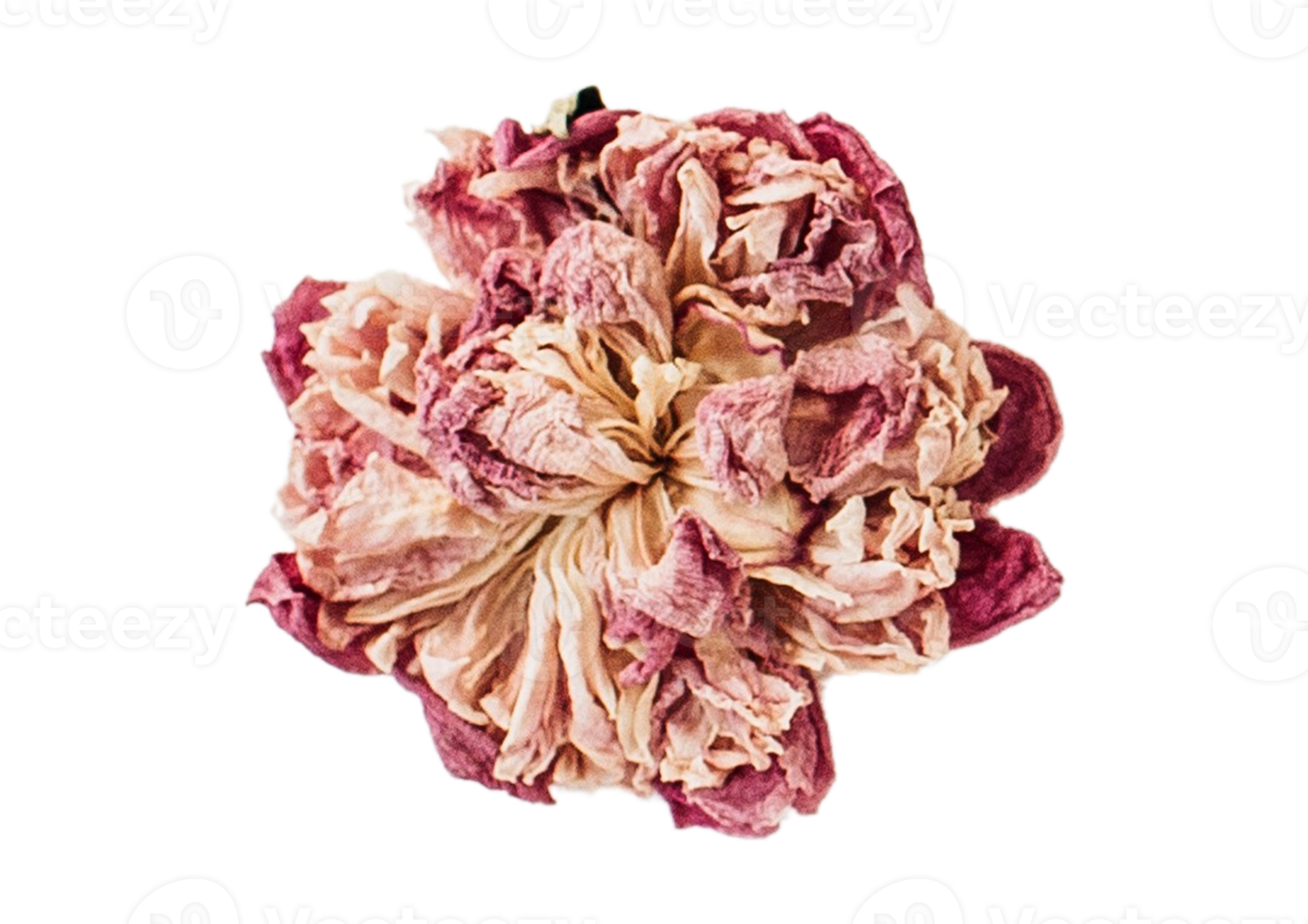 Pink flower isolated on a transparent background png