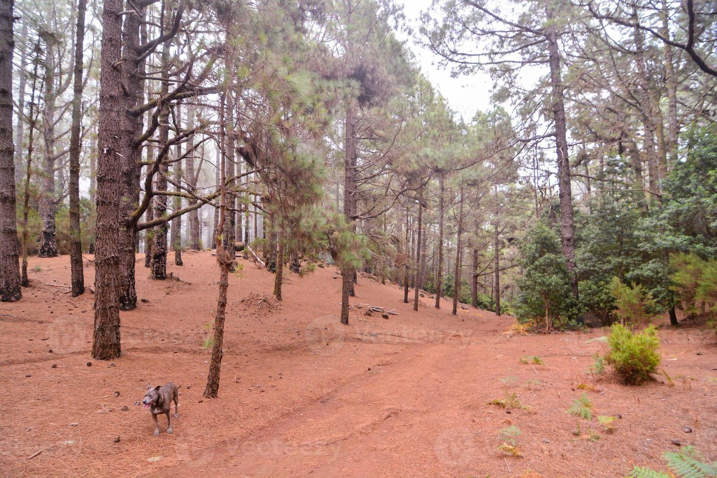 Trees in the forest photo