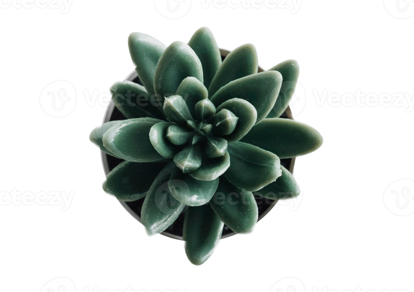 Succulents plant isolated on a transparent background png