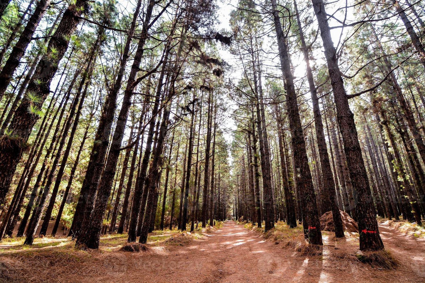 arboles en el bosque foto