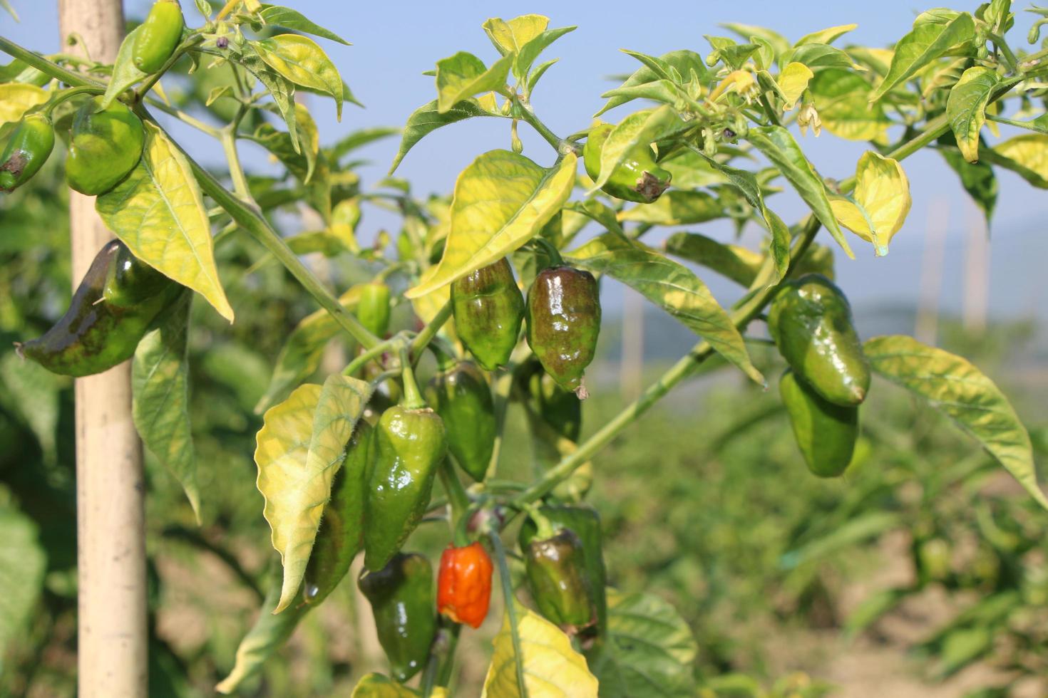 Naga Chilli is a favorite dish of Bengalis photo