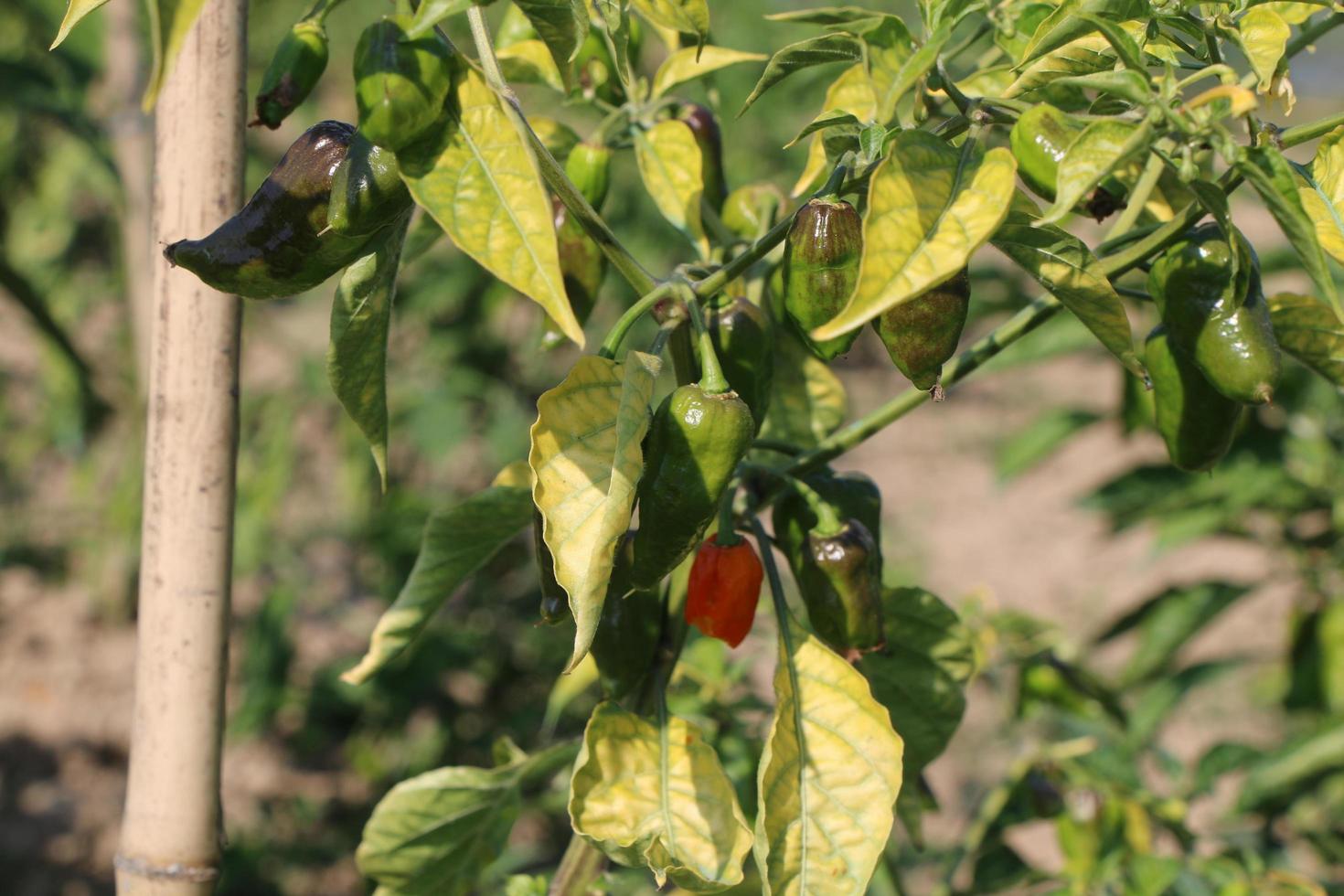 Naga Chilli is a favorite dish of Bengalis 22696302 Stock Photo at Vecteezy