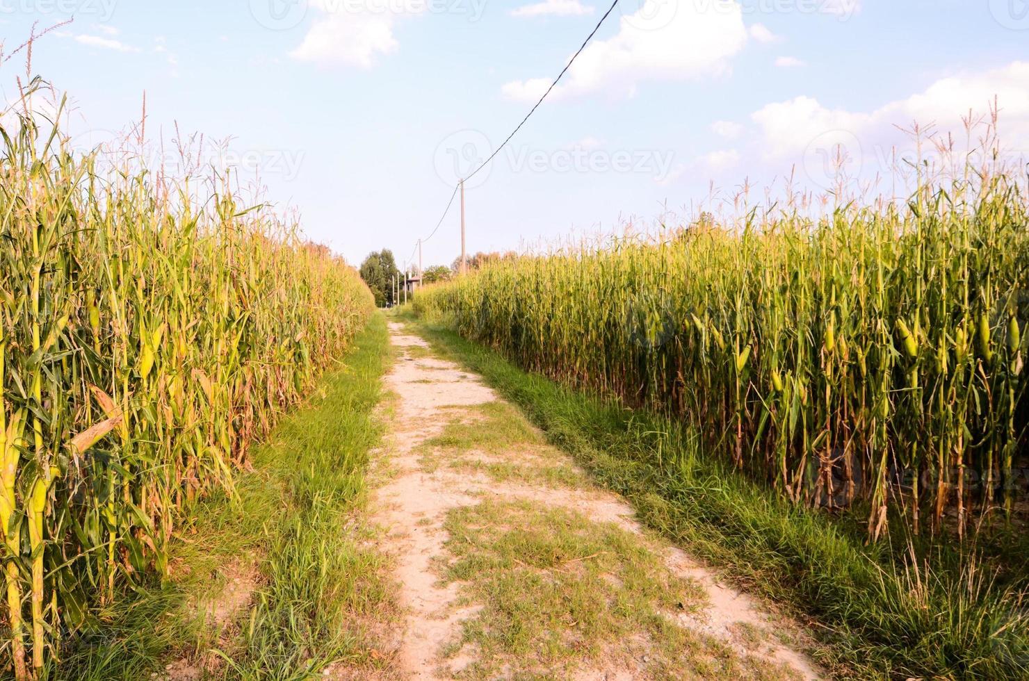 escénico rural paisaje foto