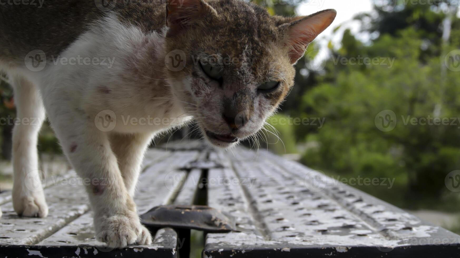 Close up of a cat facing a camera curious on top of a steel bench. photo