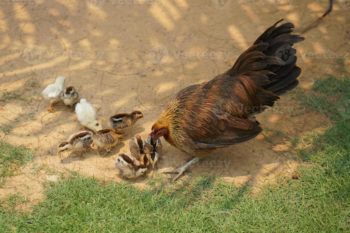 hen rearing chicks in the garden photo