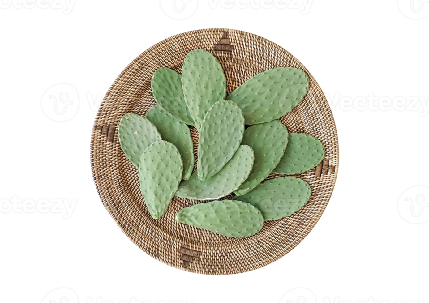 Brown try with cactus leaves isolated on a transparent background png