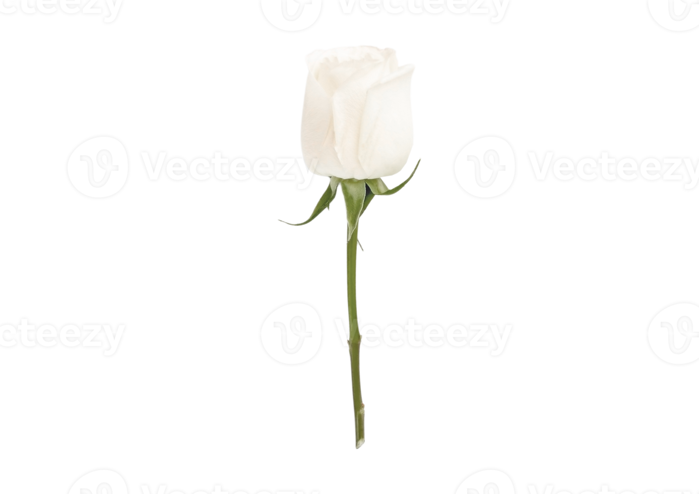 White flower isolated on a transparent background png