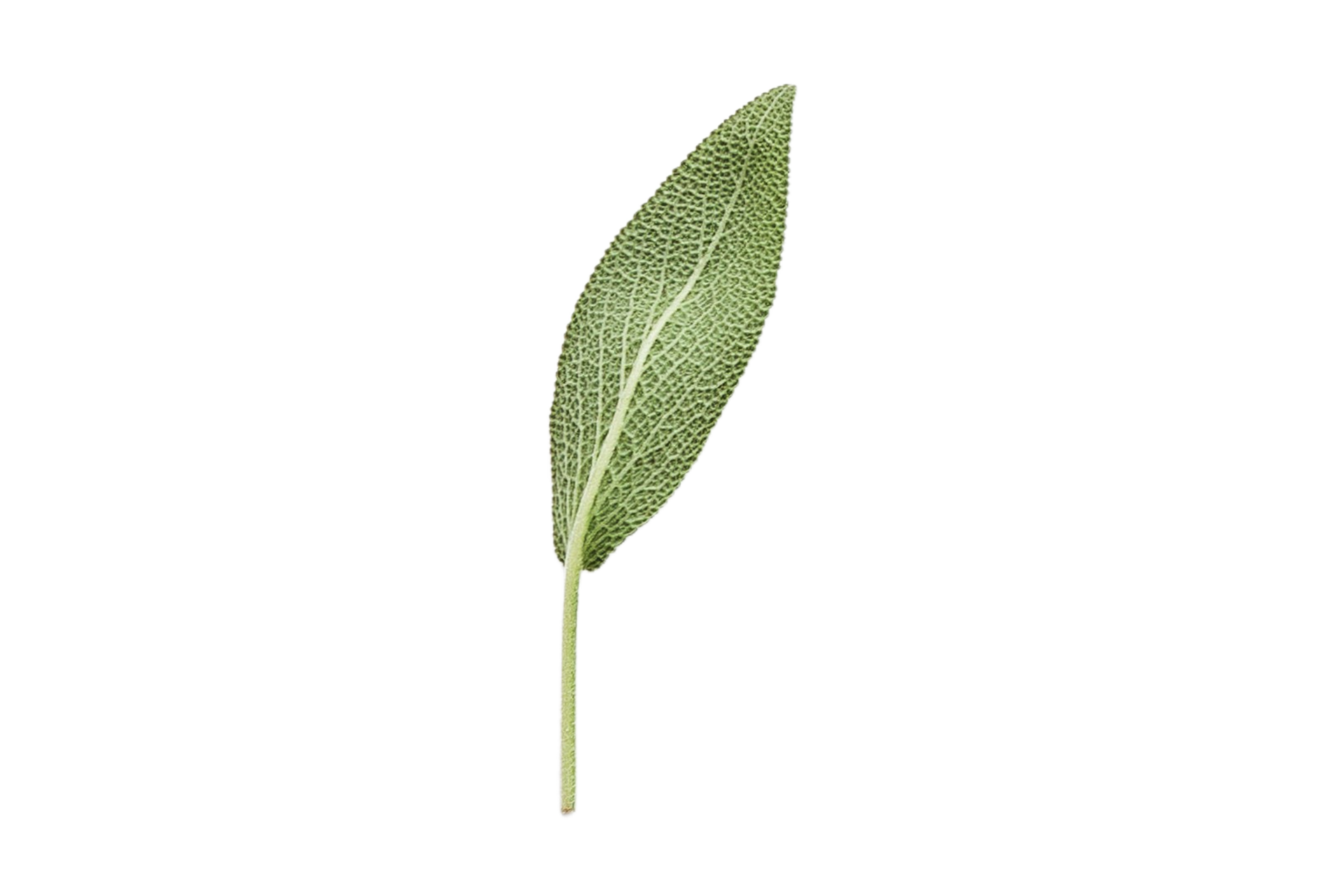 Sage leaf isolated on a transparent background 22697014 PNG