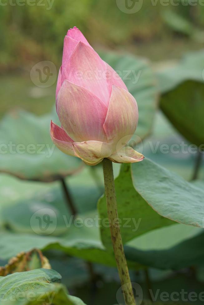 lotus flower in the garden pond photo