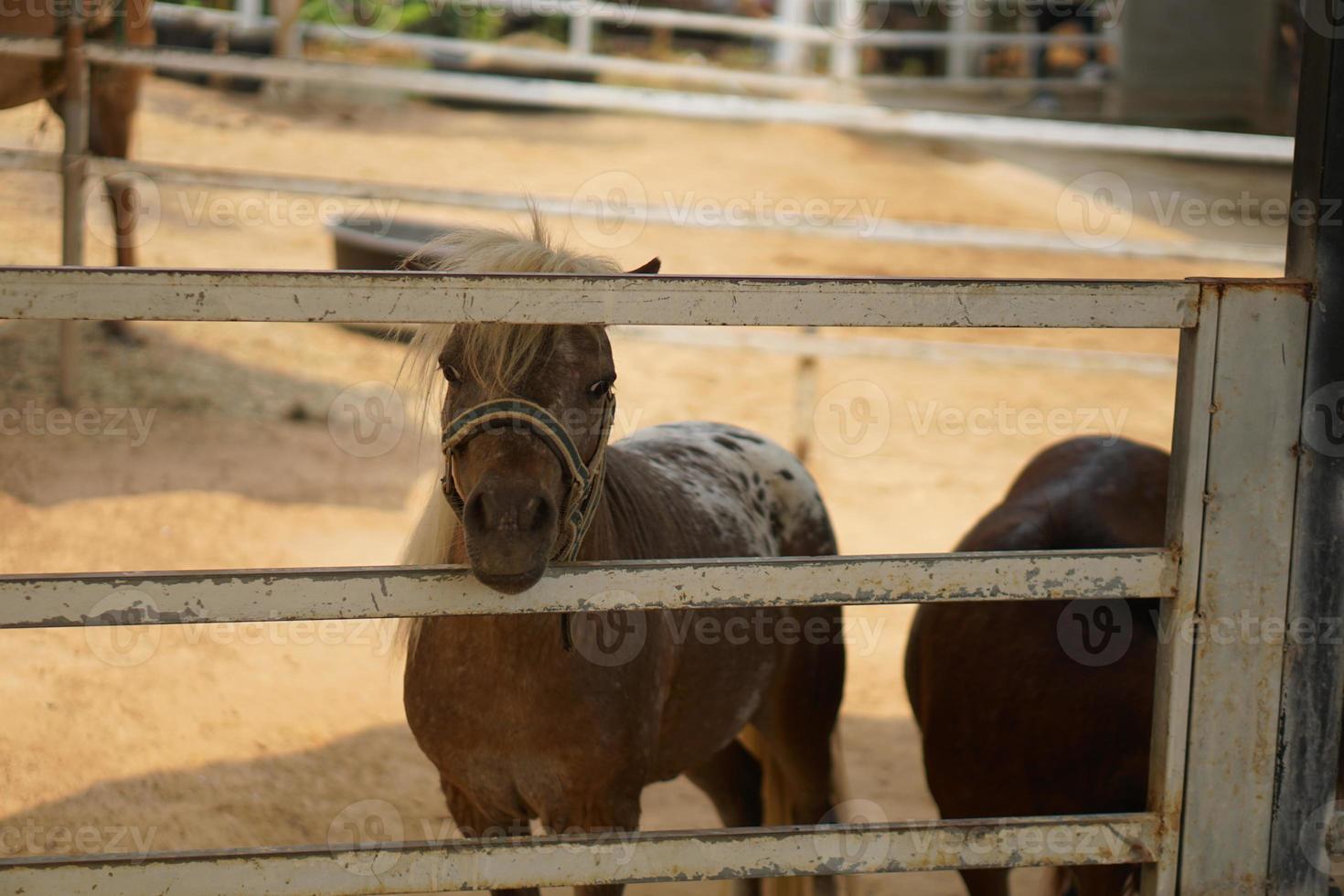 horses in stables for tourists to see photo