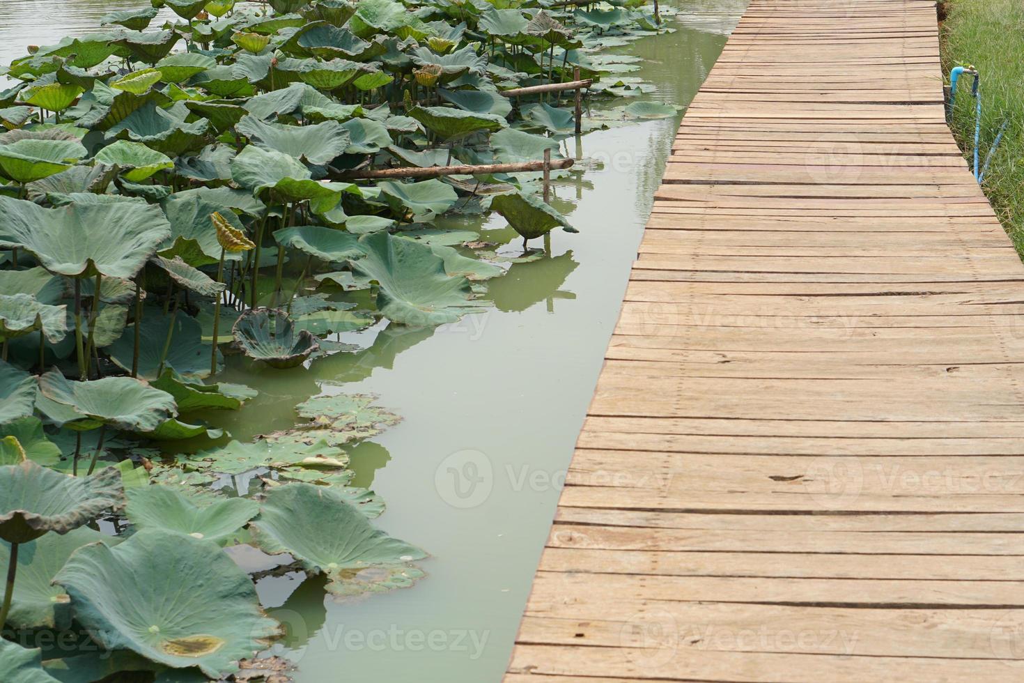 wooden floor walkway in pond photo