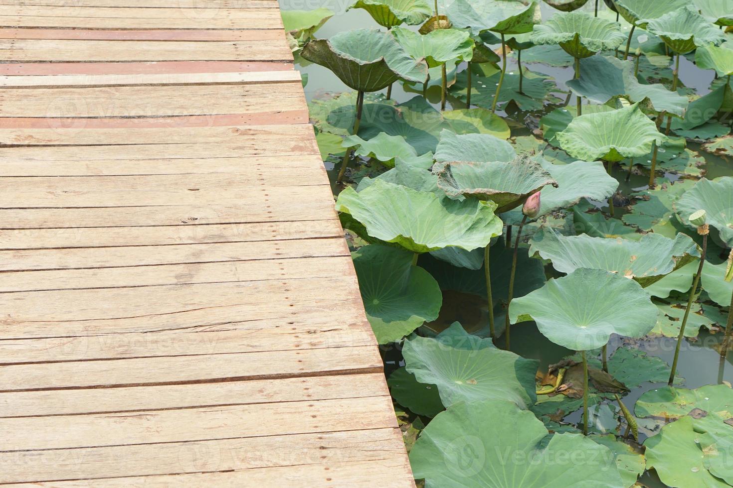 wooden floor walkway in pond photo