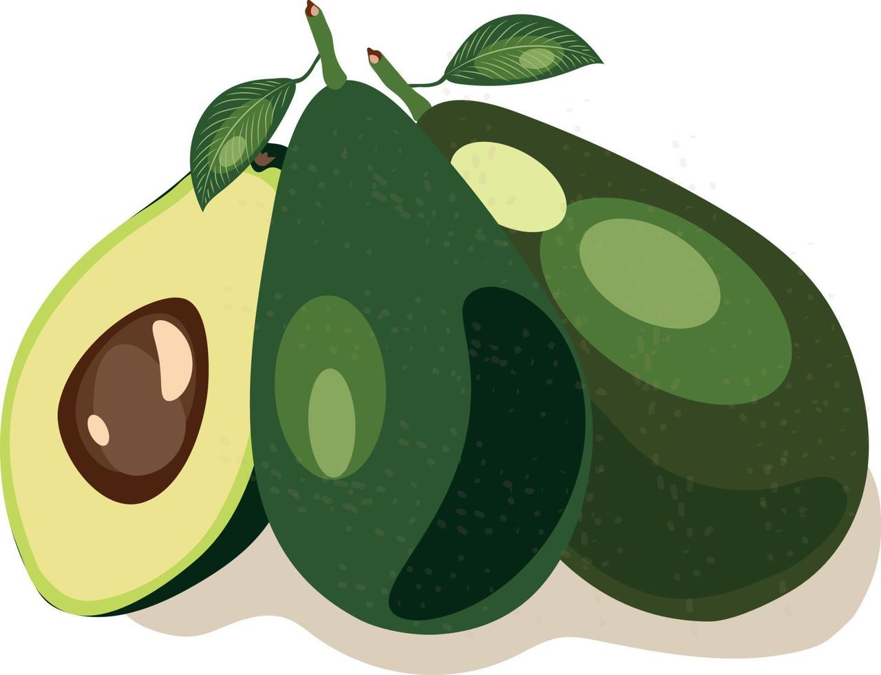 vector imagen de un aguacate. varios aguacates. cortar aguacate. aguacate con hojas.