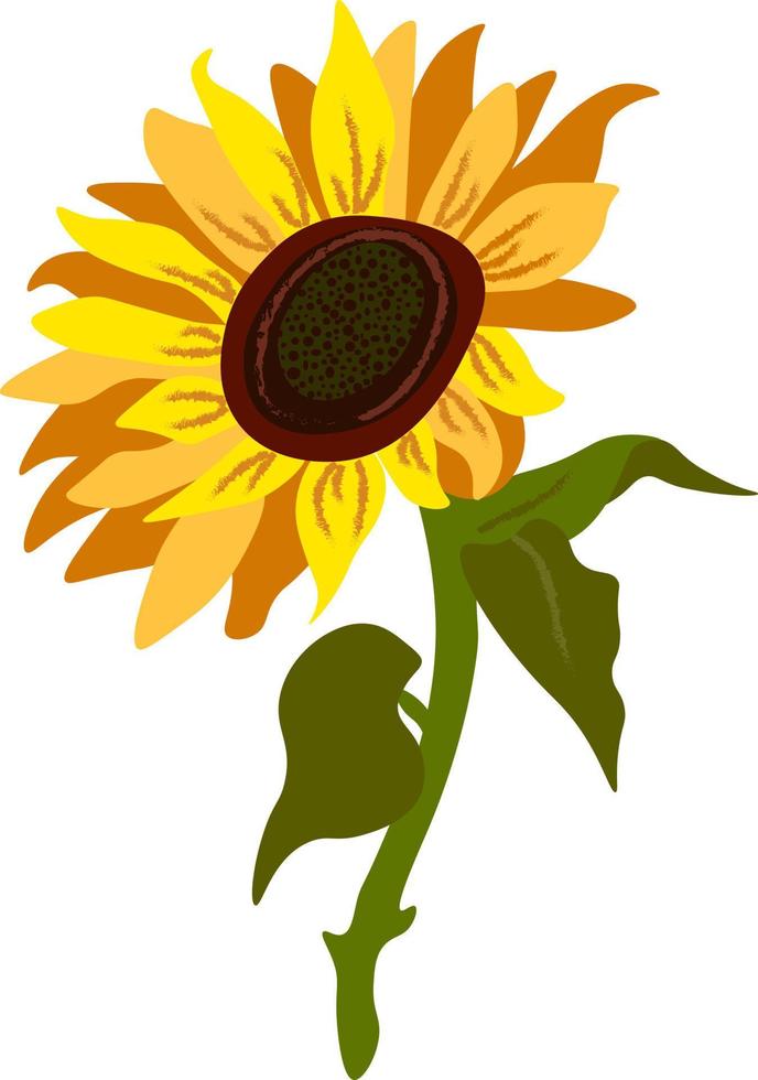 Sunflower vector individual element