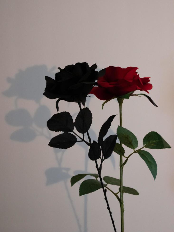 Black and red roses on white background with a shadow photo