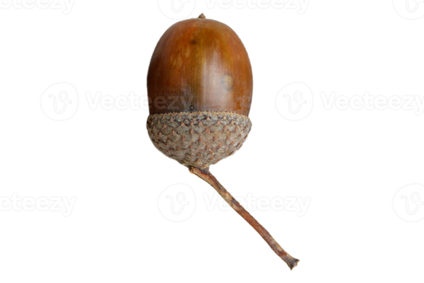 Brown acorn isolated on a transparent background png