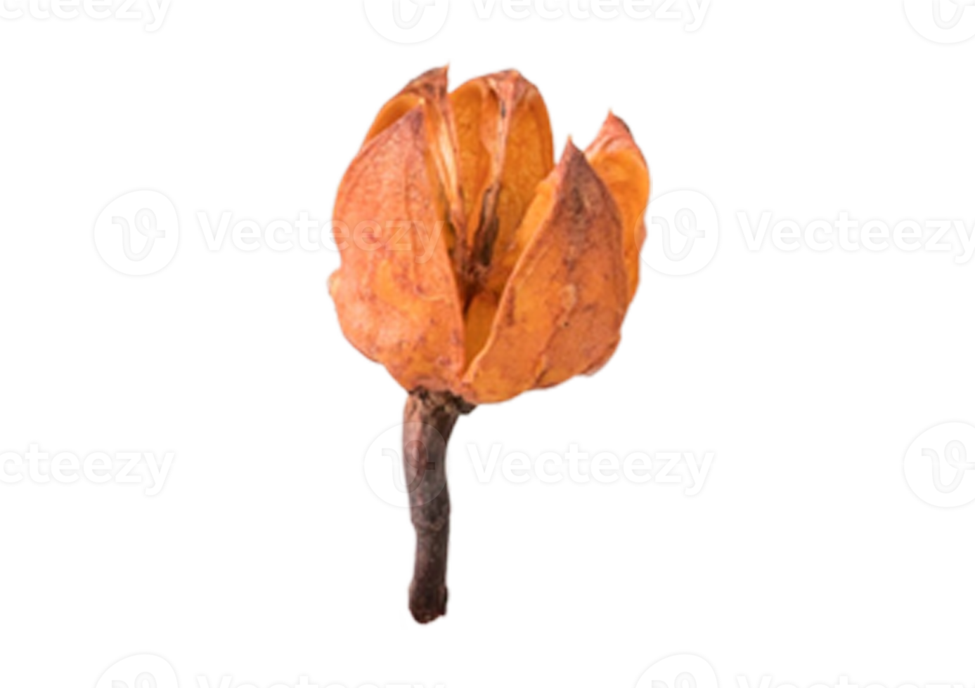 Dried flower is isolated on a transparent background png