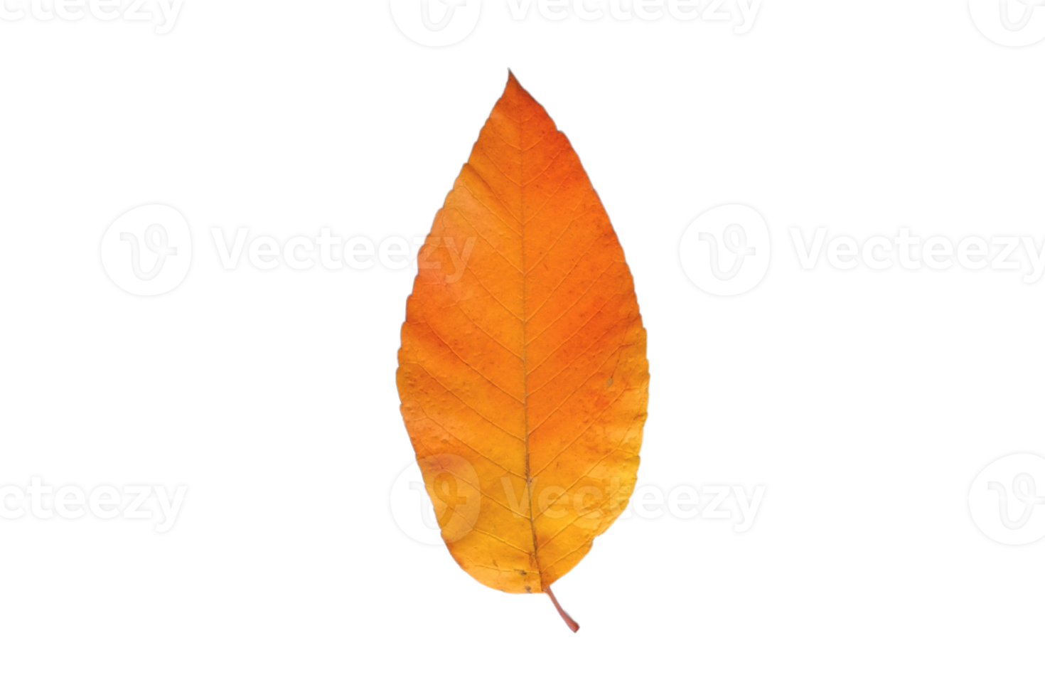 Yellow leaf isolated on a transparent background png