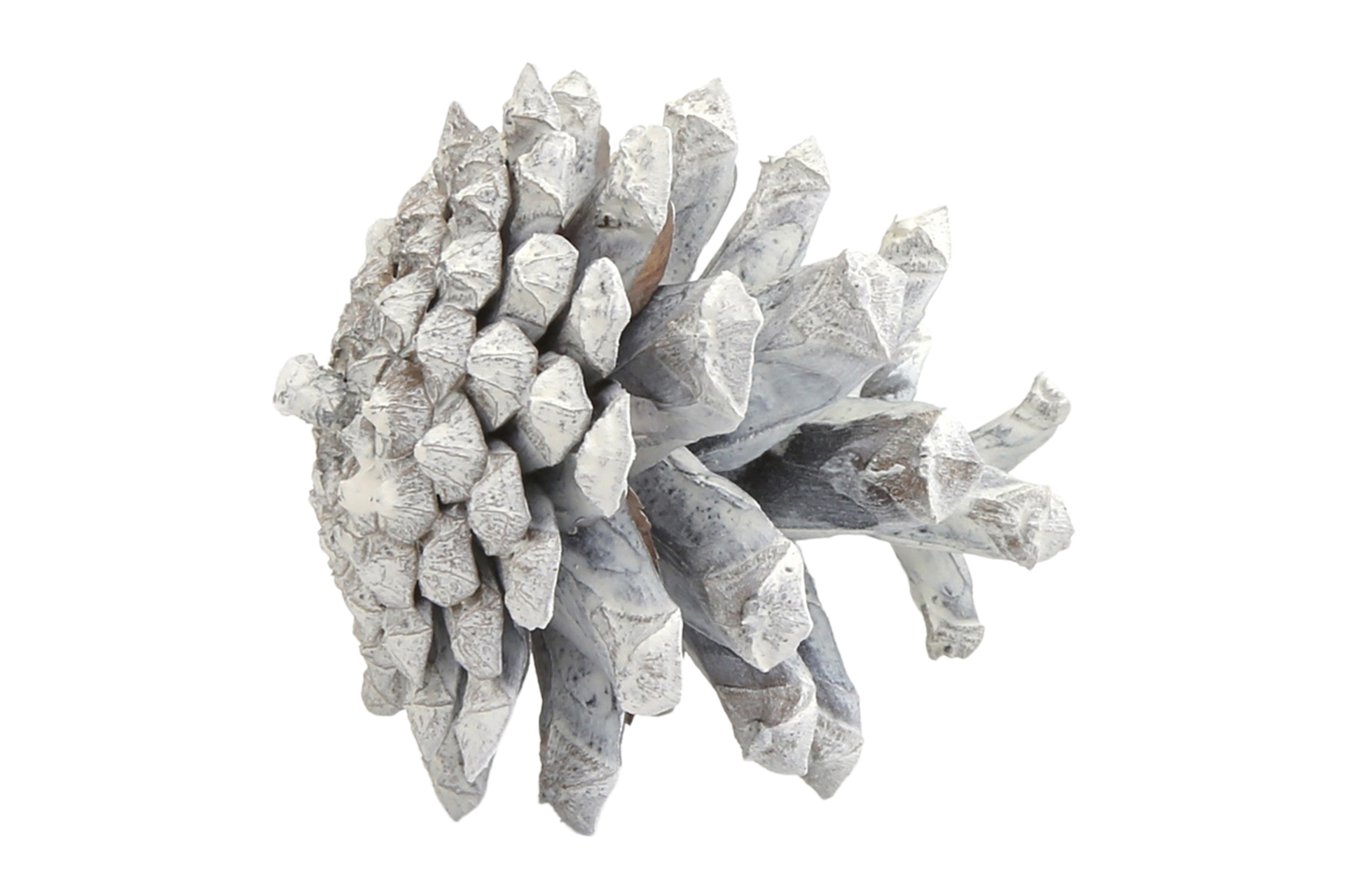 Silver pine cone isolated on a transparent background 22697833 PNG