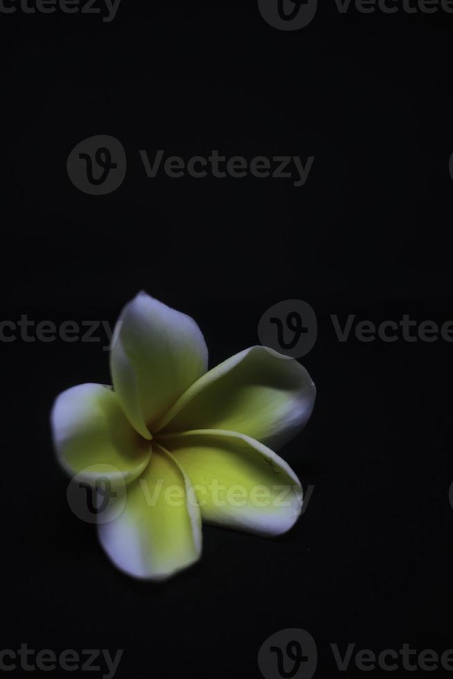 a white flower on a black background photo