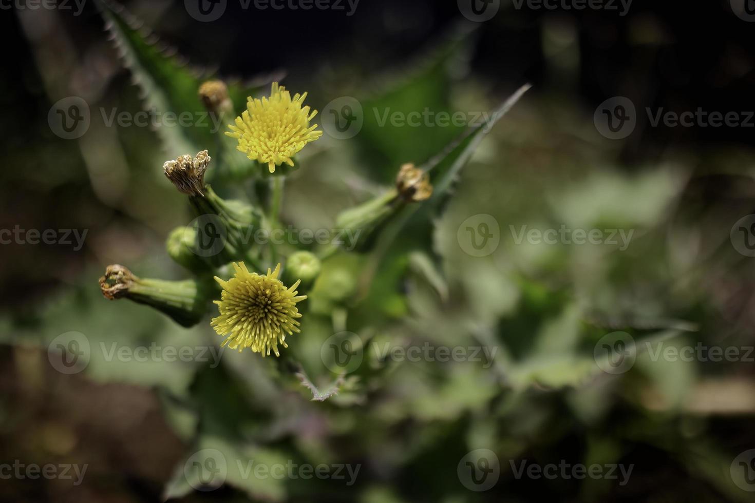 close up of wild flowers in the grass photo