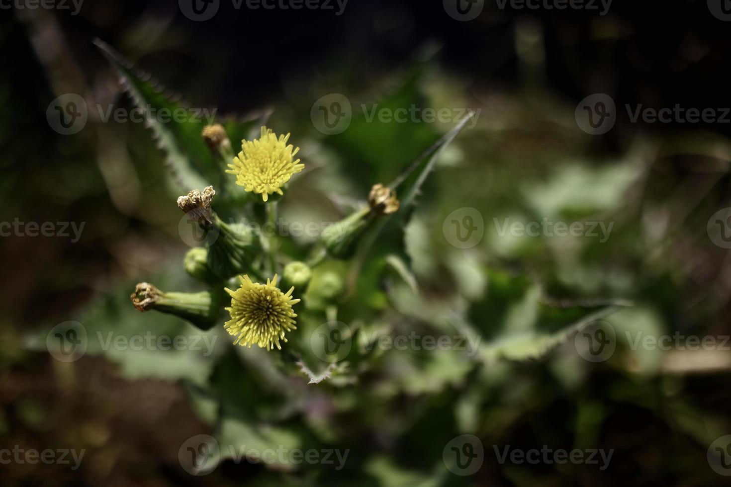 close up of wild flowers in the grass photo