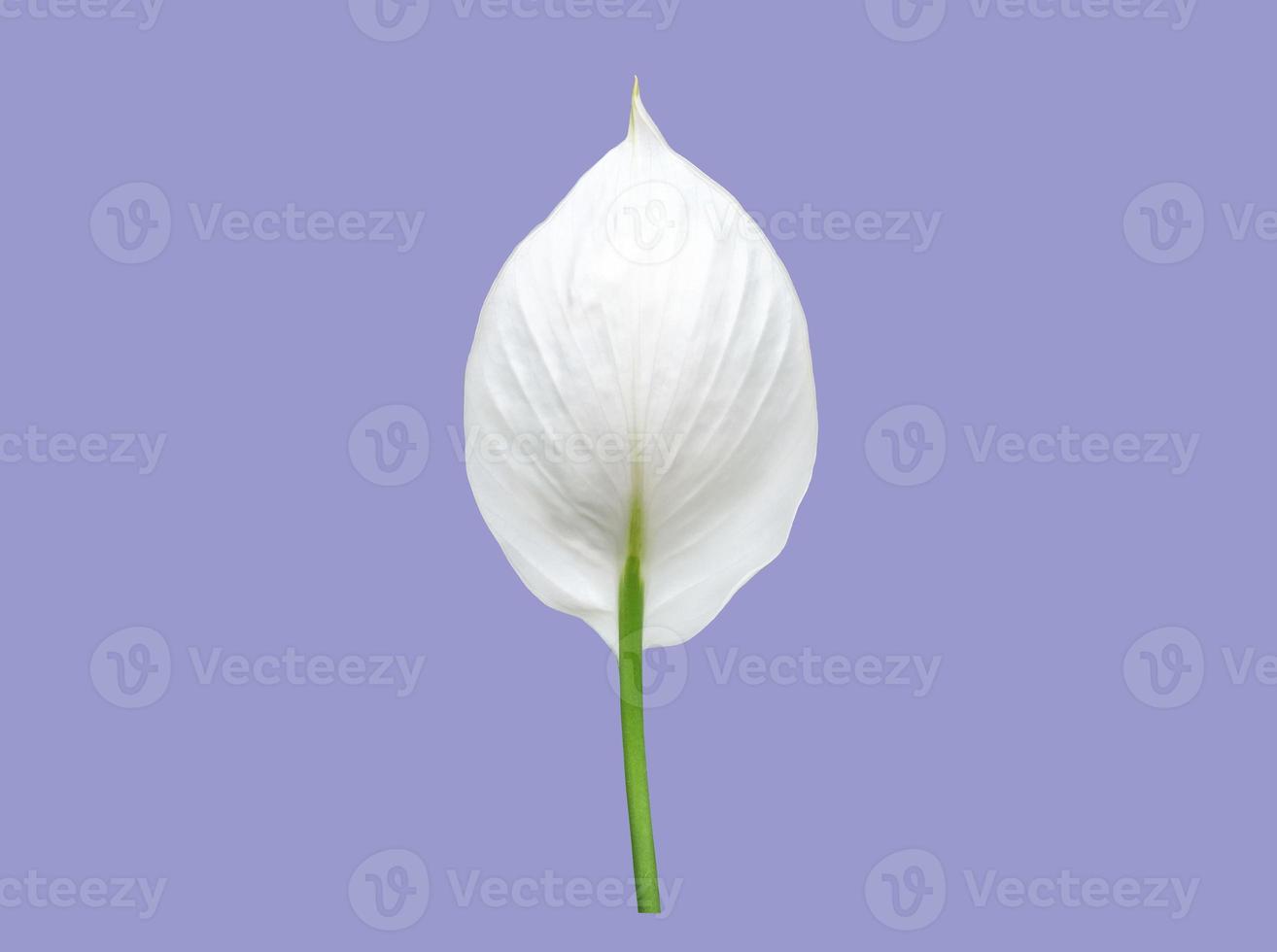 Isolated white aracear flower or peace lily flower with clipping paths. photo
