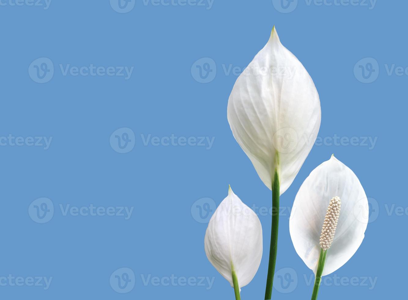 Isolated white aracear flower or peace lily flower with clipping paths. photo