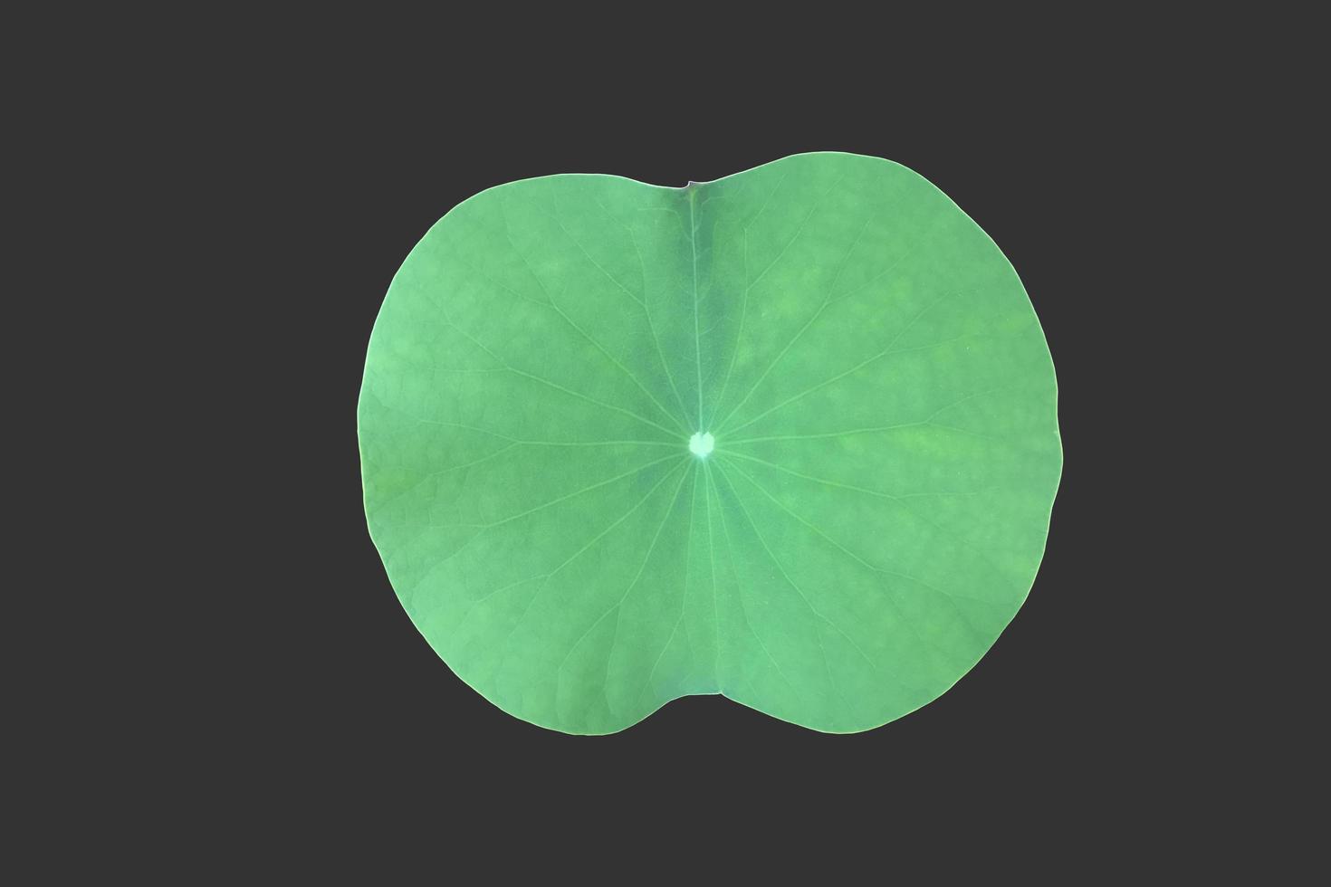 Isolated waterlily or lotus plant with clipping paths. photo