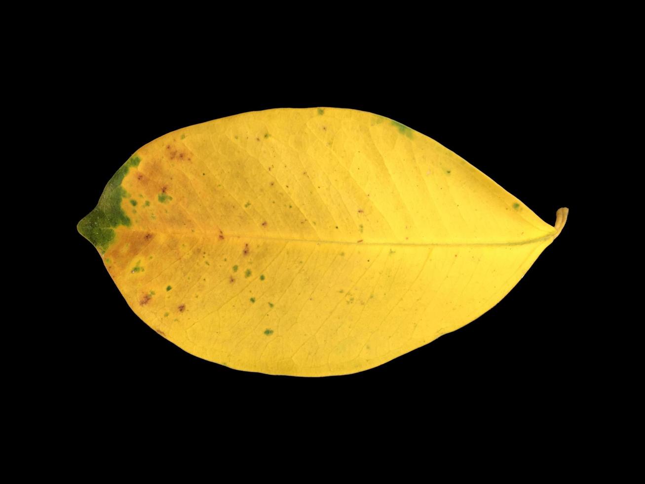 Isolated old and dried leaves of ficus benjamina with clipping paths. photo