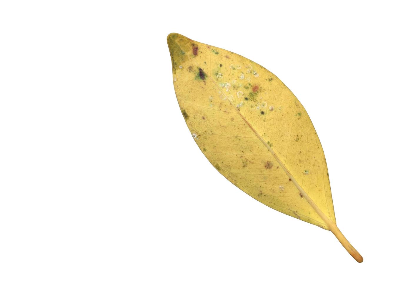 Isolated ficus benjamina leaf with clipping paths. photo