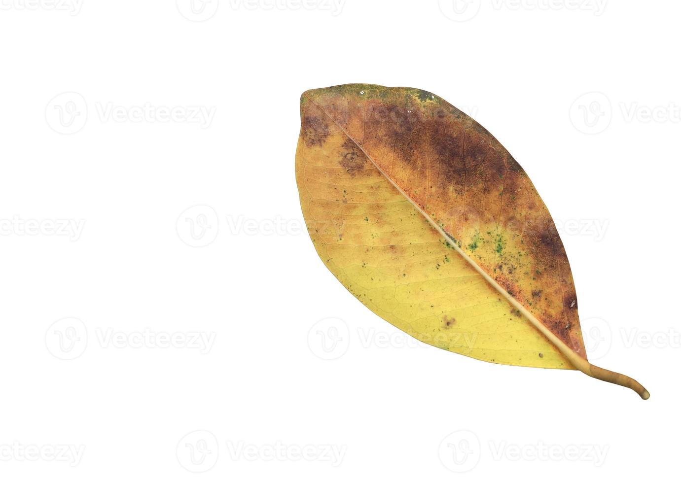 Isolated ficus benjamina leaf with clipping paths. photo