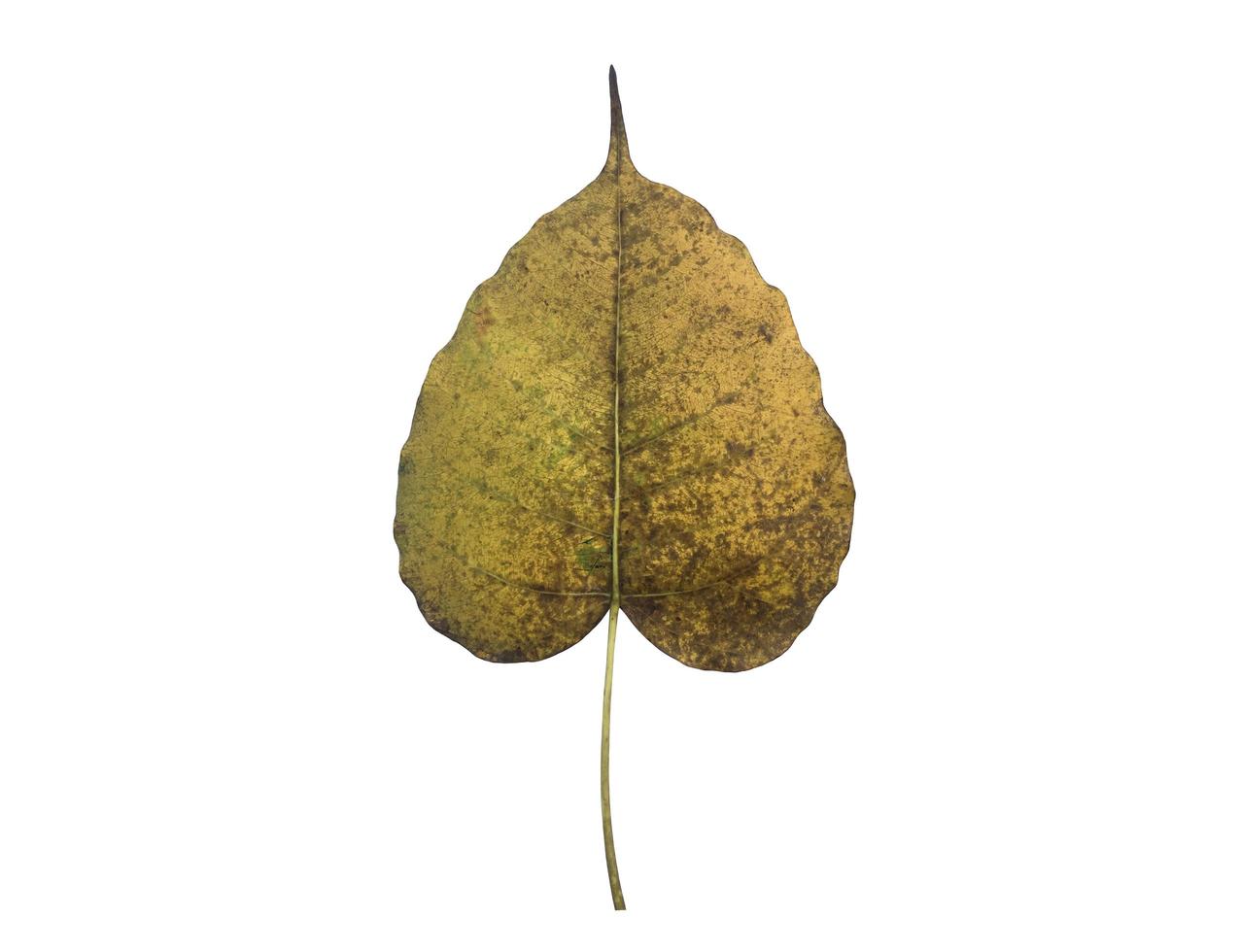 Isolated old and dry peepul leaf with clipping paths. photo