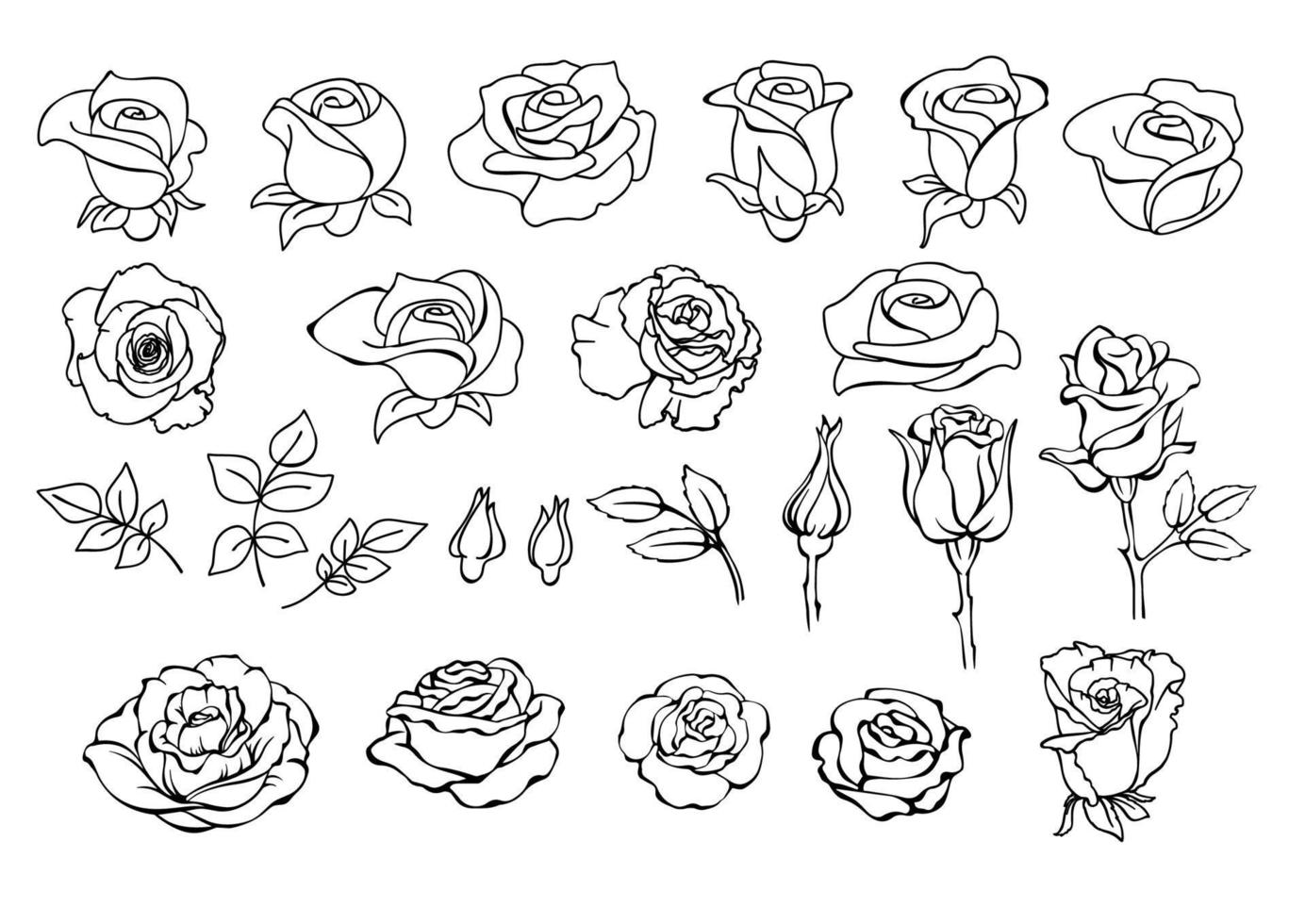 Roses set. Botanical collection of roses. Garden flowers. Vector illustrations.