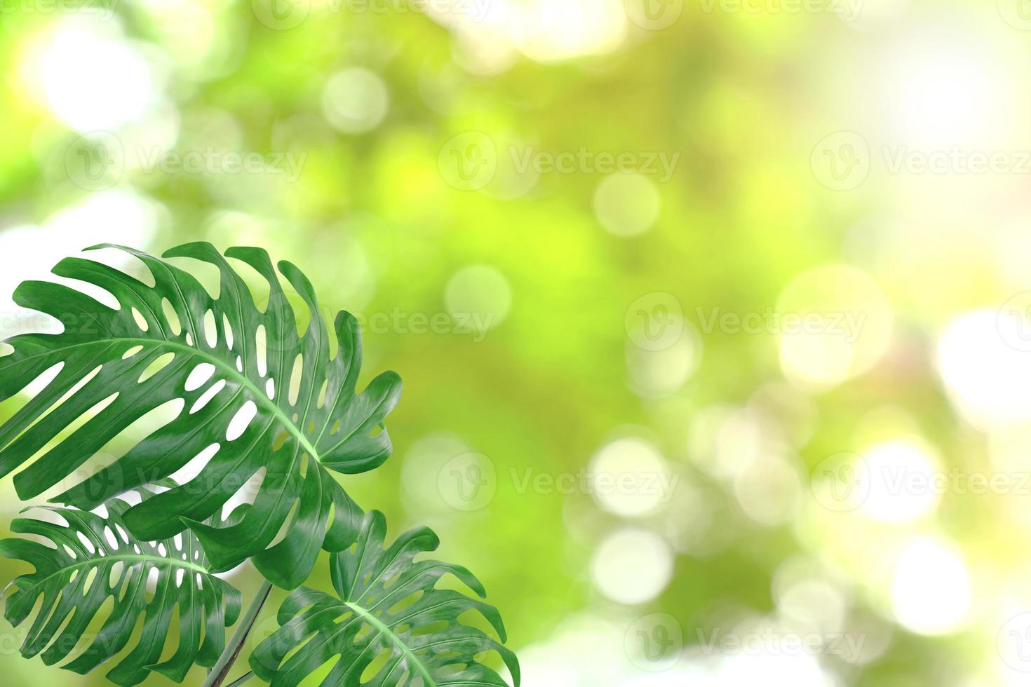 Green leaves pattern for summer or spring season concept,leaf of monstera with bokeh textured background photo