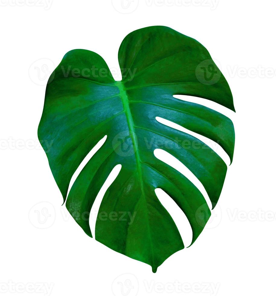 Green leaves pattern,leaf monstera isolated on white background,include clipping path photo