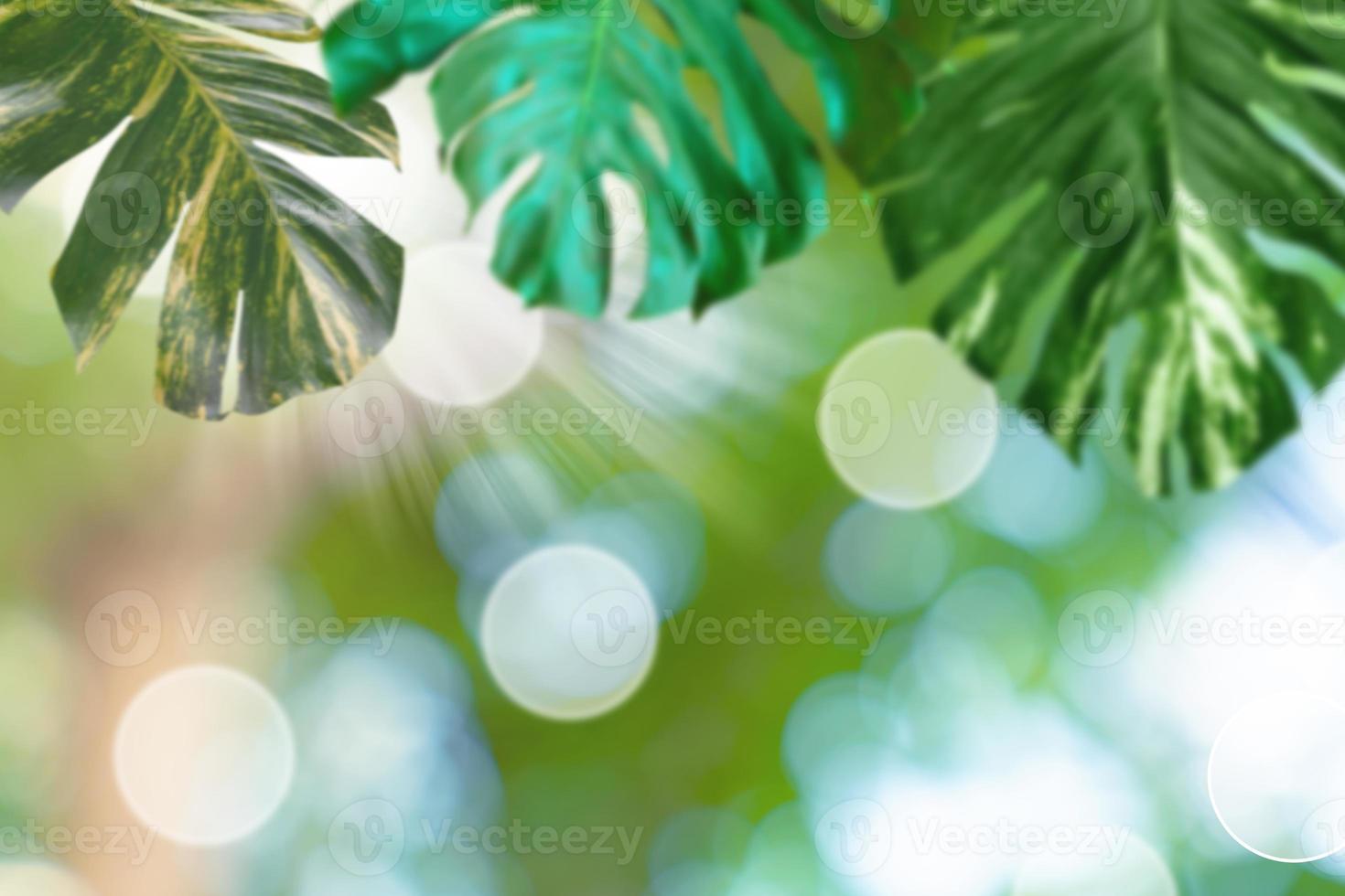 Blur green leaves pattern for summer or spring season concept,leaf with bokeh textured background photo