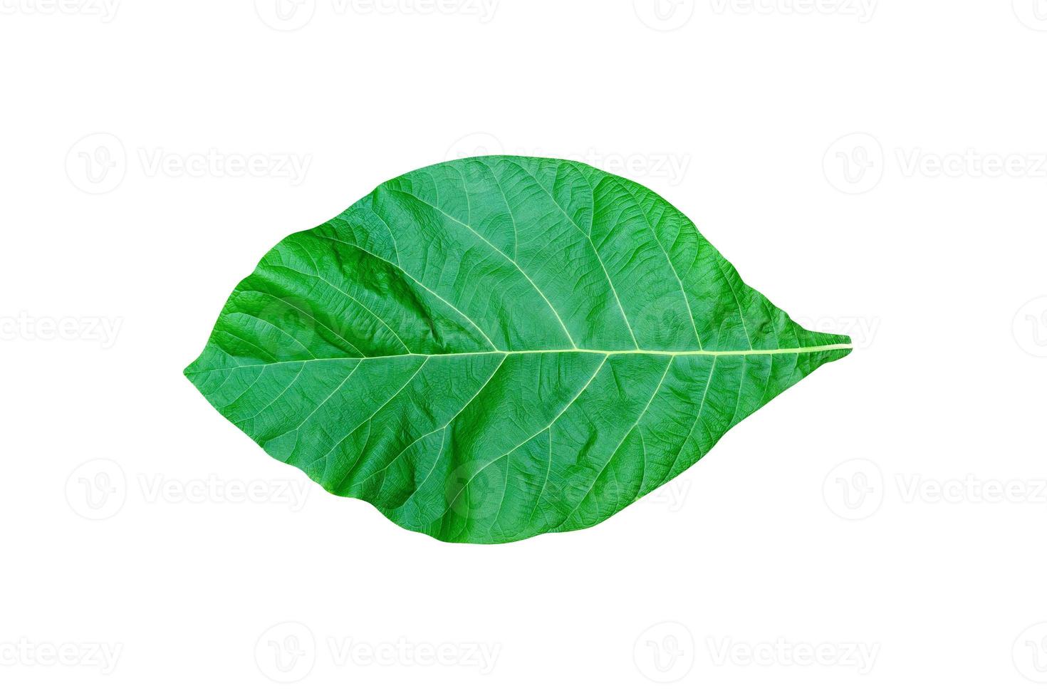 Green leaves pattern,leaf teak isolated on white background,include clipping path photo