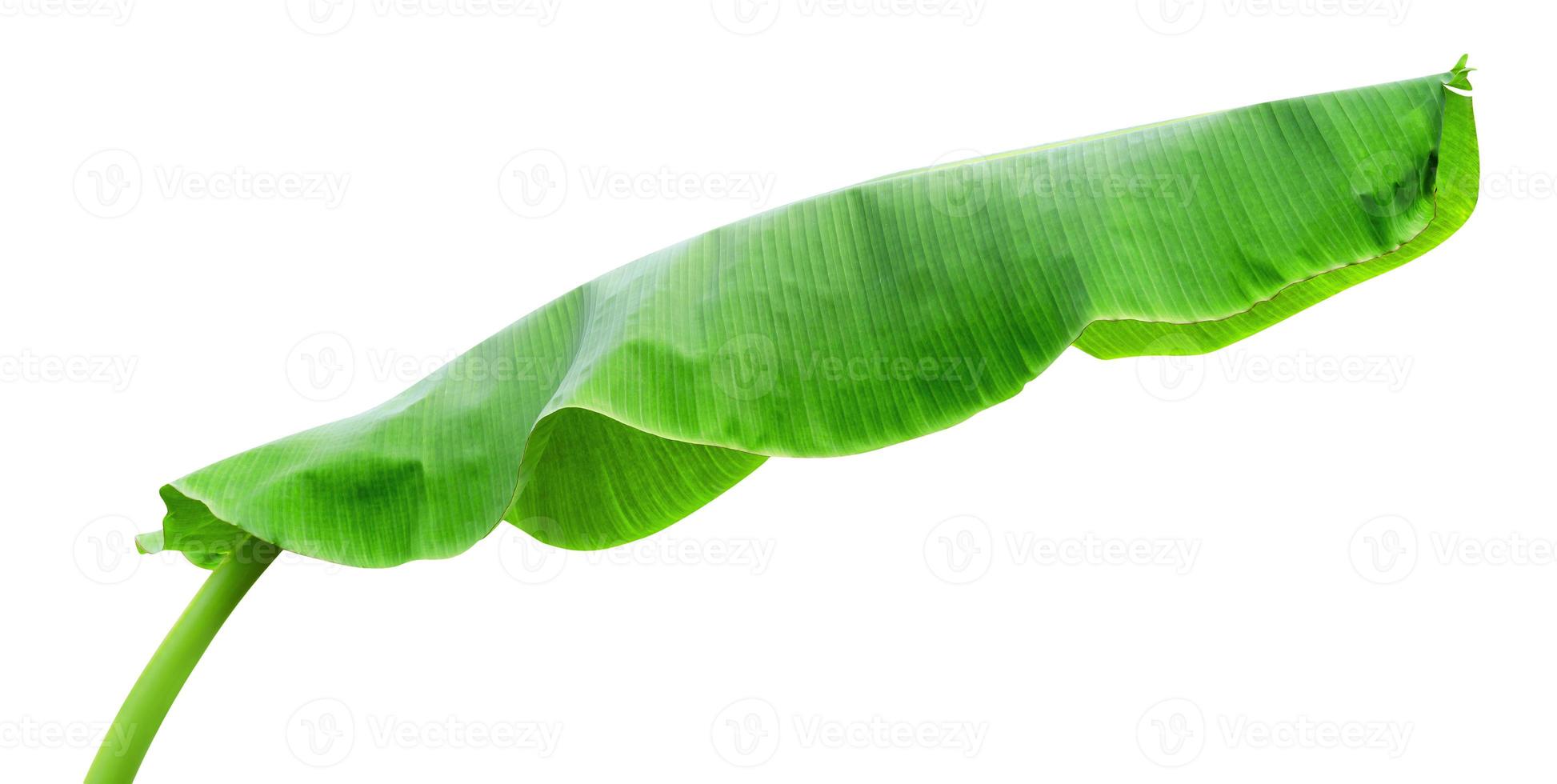 Green leaves pattern,leaf banana isolated on white background,include clipping path photo