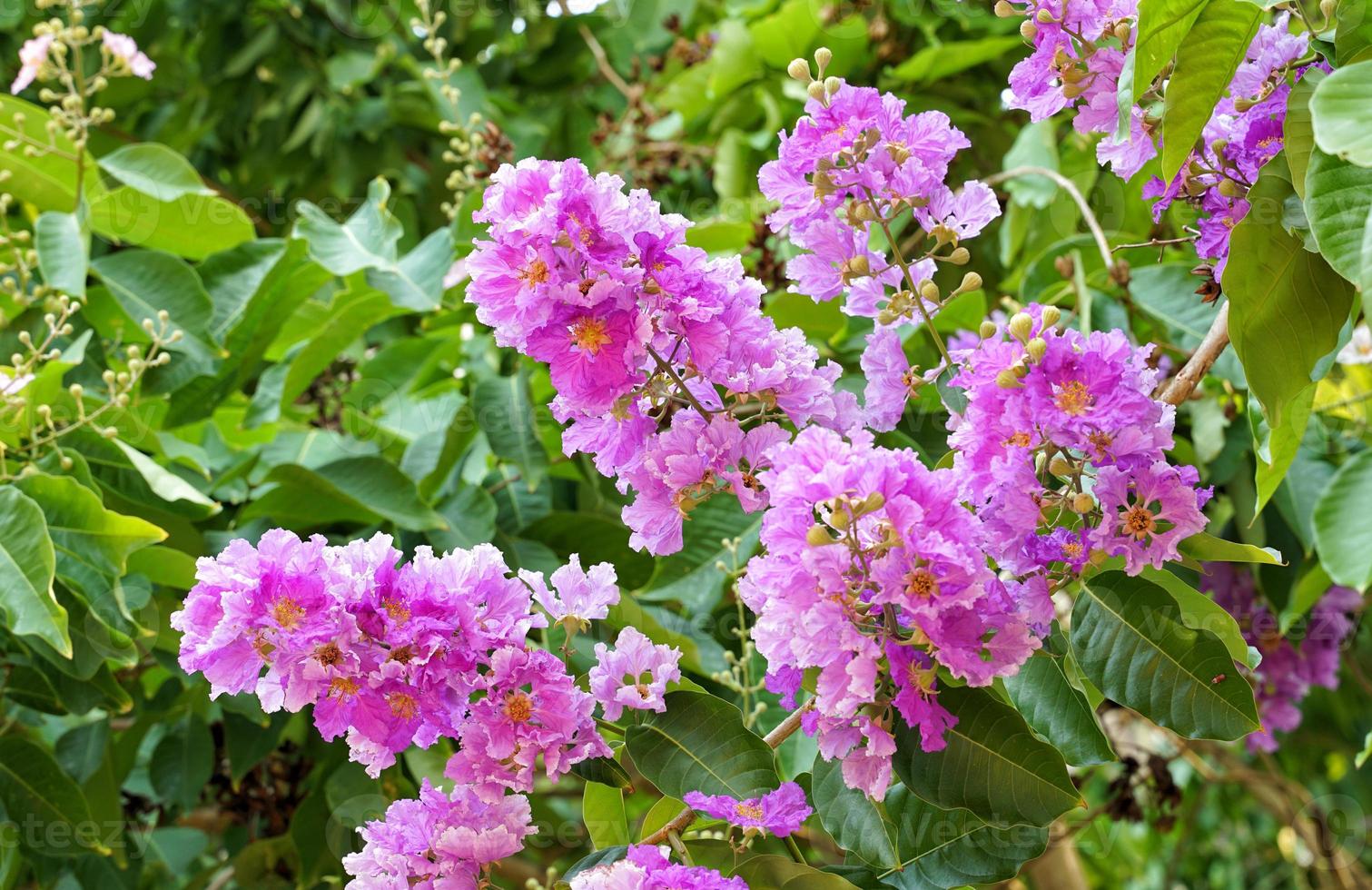 Queen's Flower, the flower is a small bouquet, the surface of the petals is wavy. There are many colors, including bright purple, pinkish purple, all pink. The upper part is a small flower bud. photo