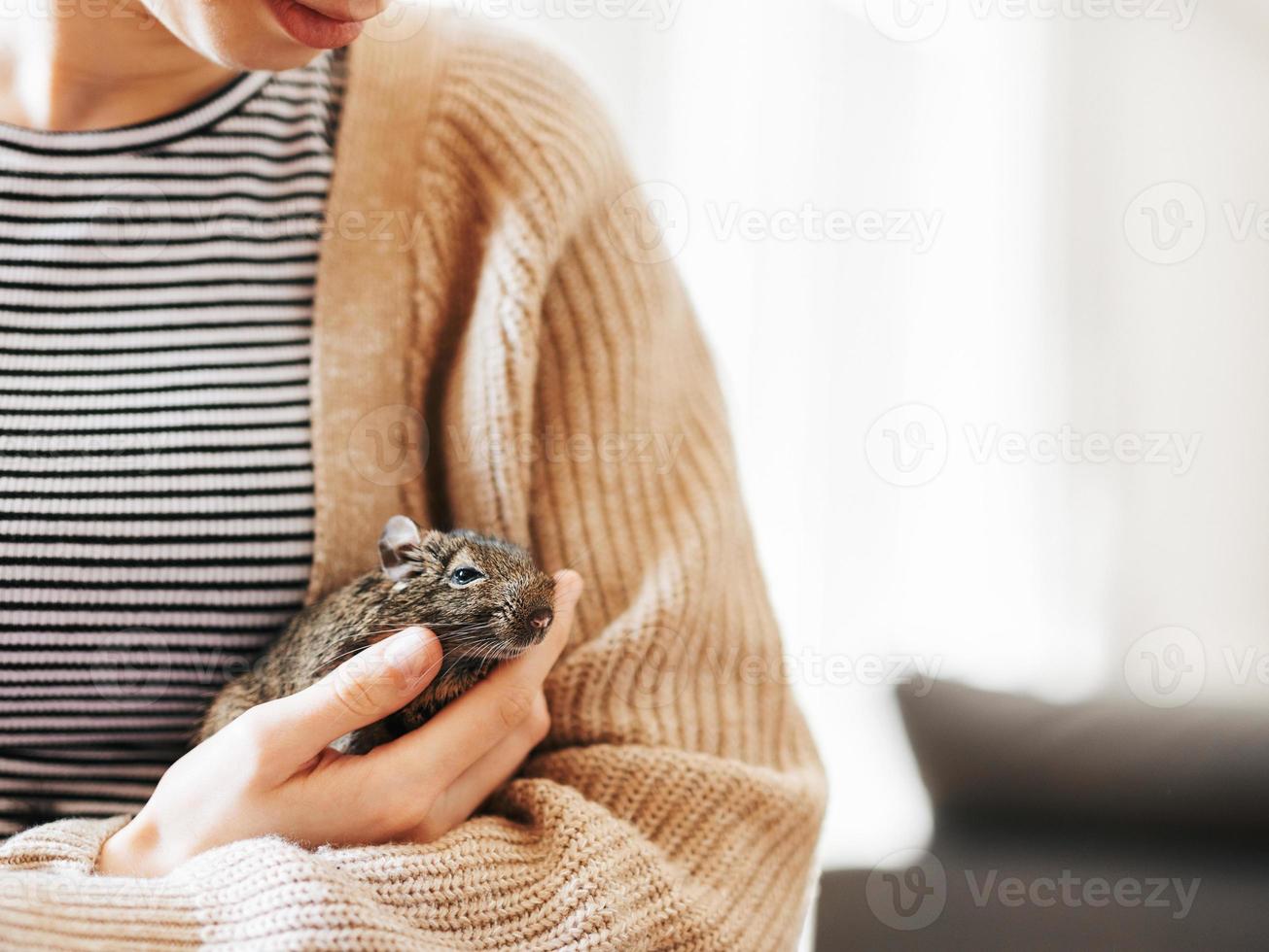 joven niña jugando con pequeño animal degú ardilla. foto