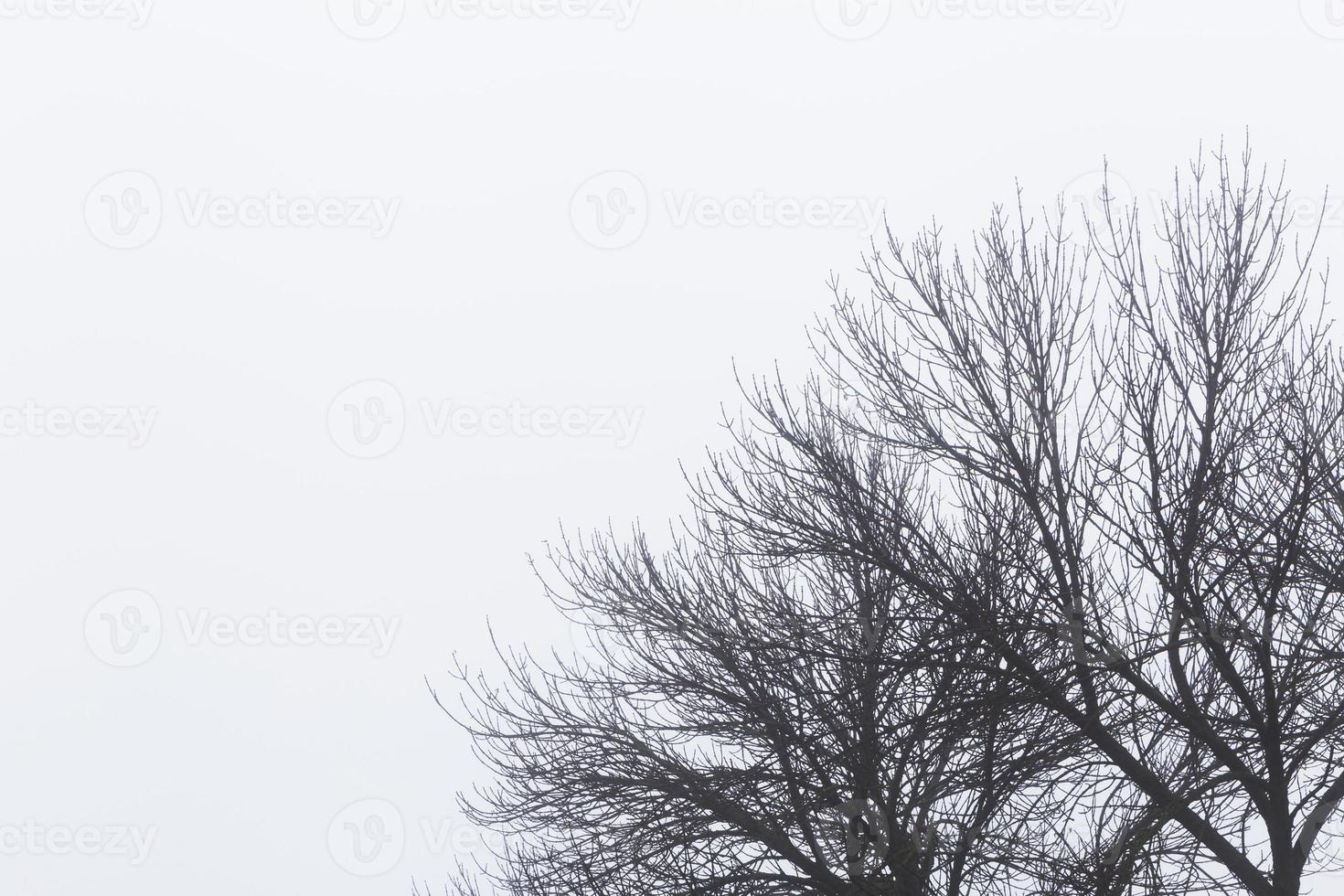 ramas de arboles en contra brumoso cielo a invierno foto