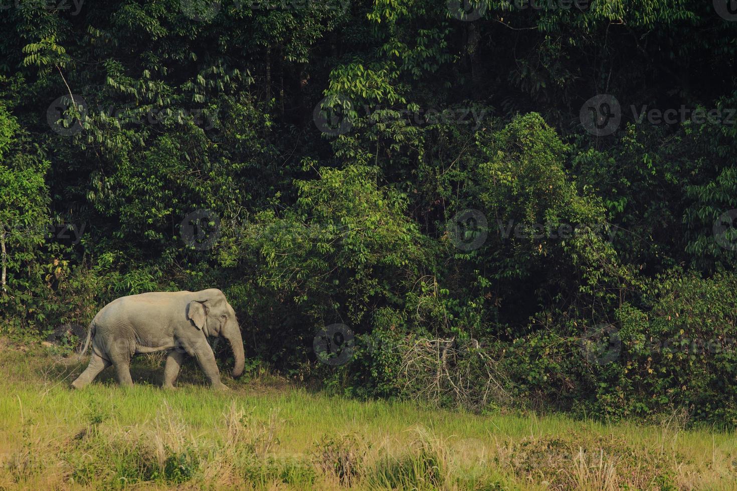 salvaje elefante caminando en animal sendero a khaoyai nacional parque Tailandia foto