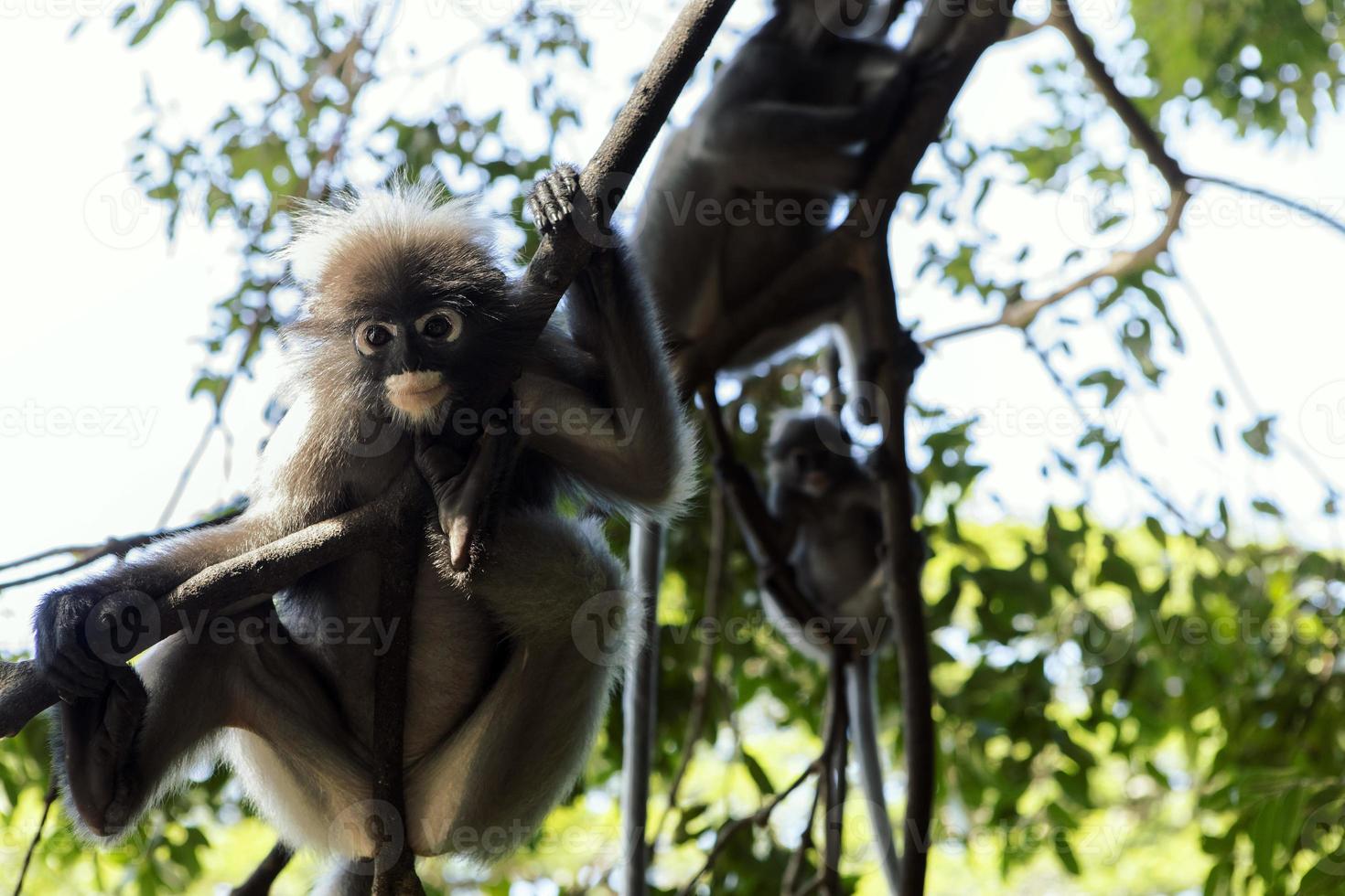 flock of dusky leaf monkey in forest of prachuap khiri khan southern of thailand photo
