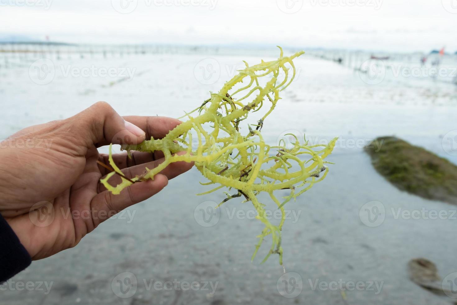 verde algas marinas en el manos de agricultores en Indonesia foto