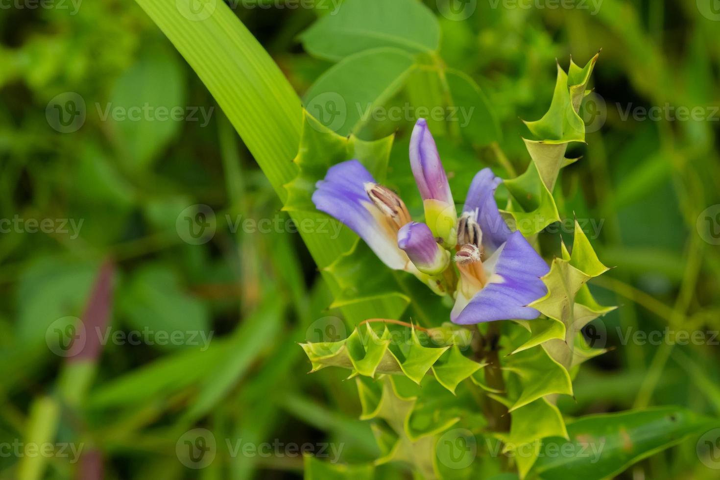 Sea holly purple blooms photo