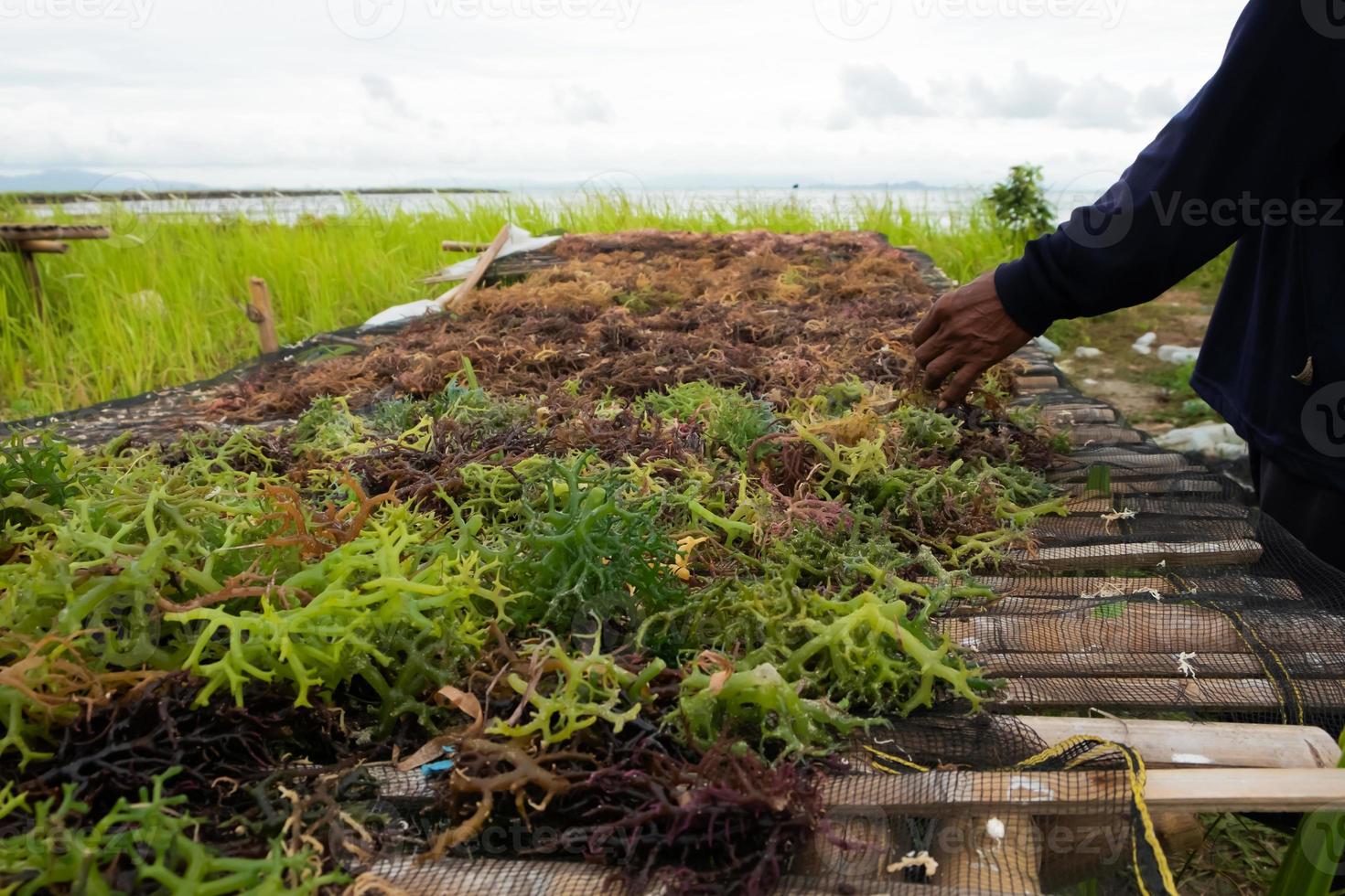 Seaweed drying. The harvested algae are dried in the sun or drained