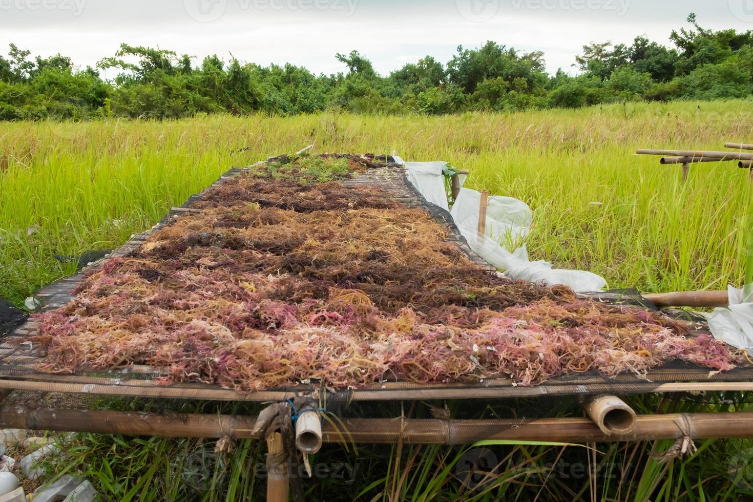 Seaweed drying. The harvested algae are dried in the sun or drained