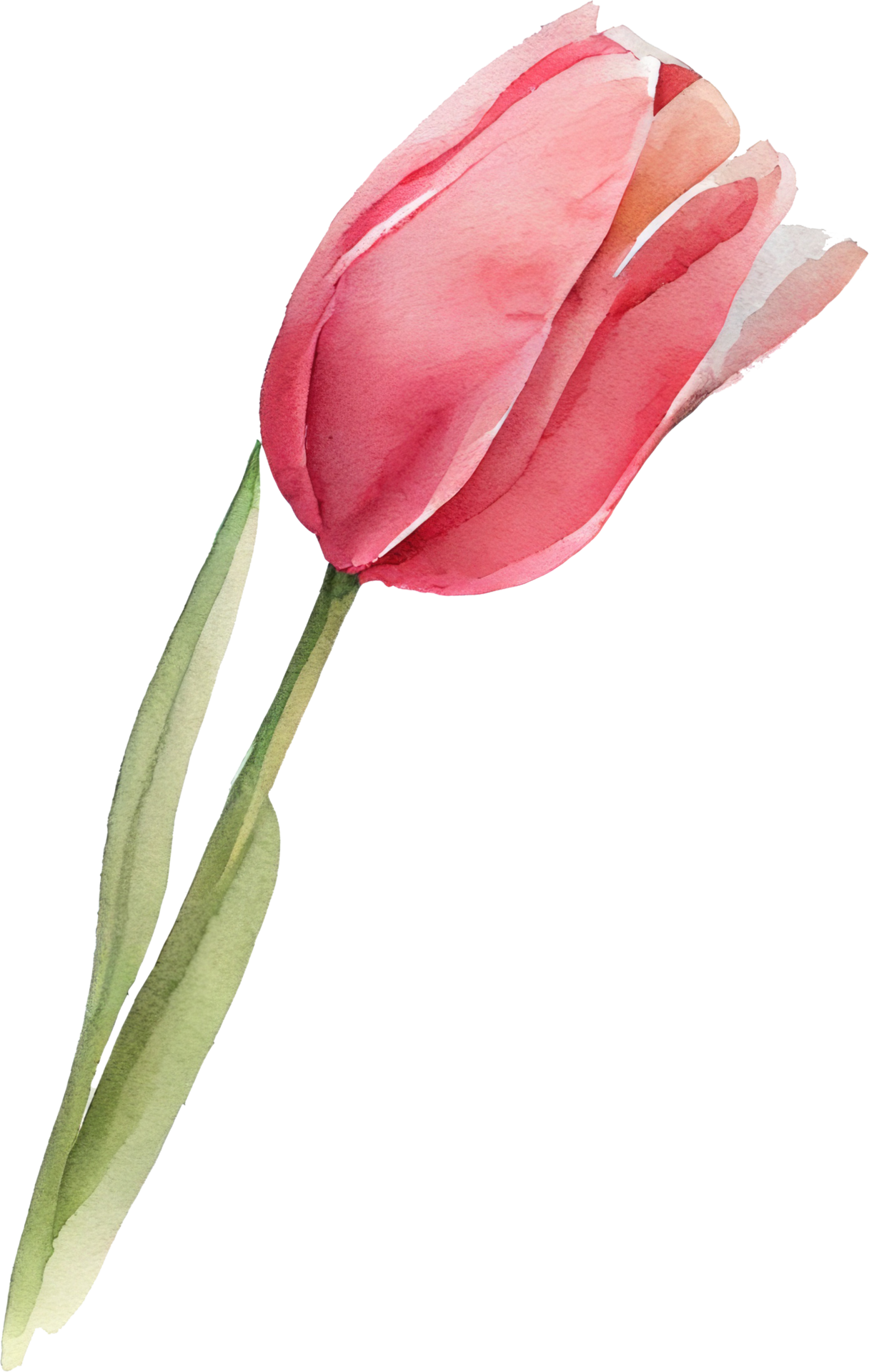 Free Pink Tulip Flower Watercolor 22699853 PNG with Transparent Background