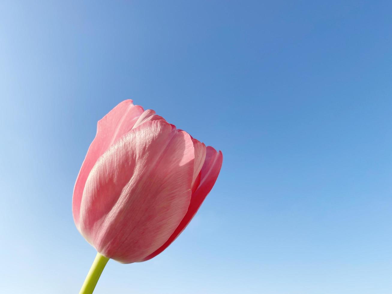 pink tulip against clear blue sky photo